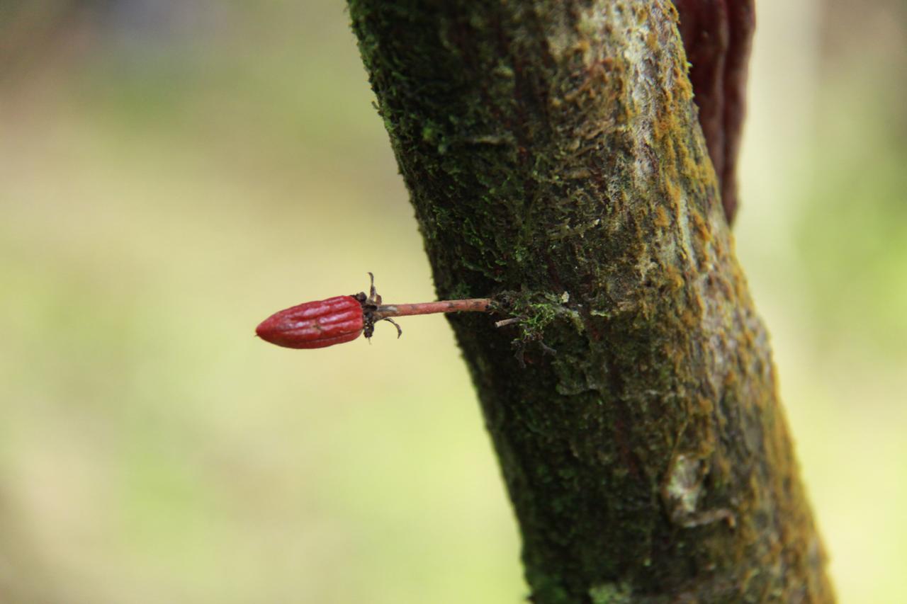 Finca Amistad Cacao Lodge Бихагуа Экстерьер фото